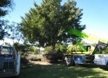 Tree Management Services Landscaping Solutions